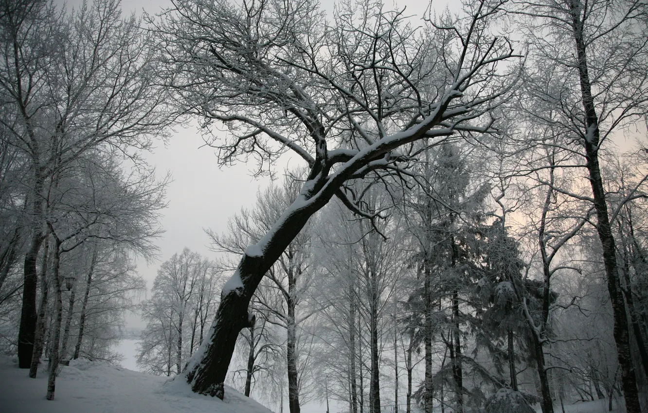 Фото обои зима, снег, дерево, серое