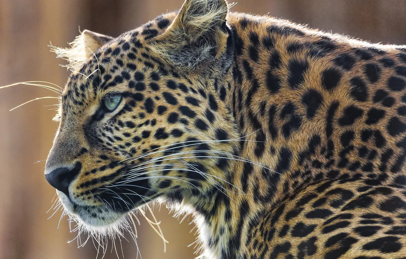 Фото обои усы, морда, хищник, леопард, leopard, panthera pardus