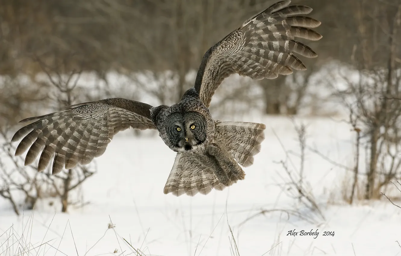 Фото обои сова, птица, Great Grey Owl, Бородатая неясыть, Strix nebulosa