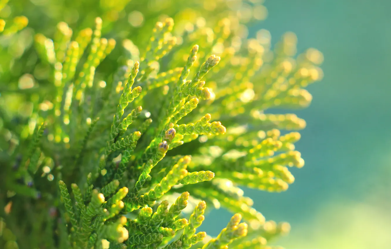 Фото обои green, plant, twig, thuya