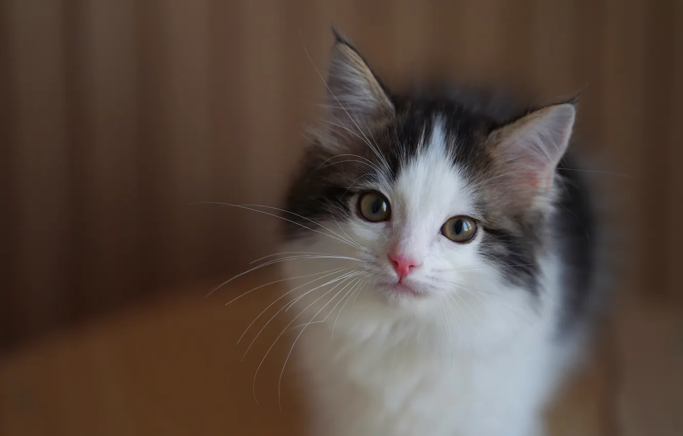 Фото обои кошка, взгляд, поза, котенок, мордашка, белый с серым