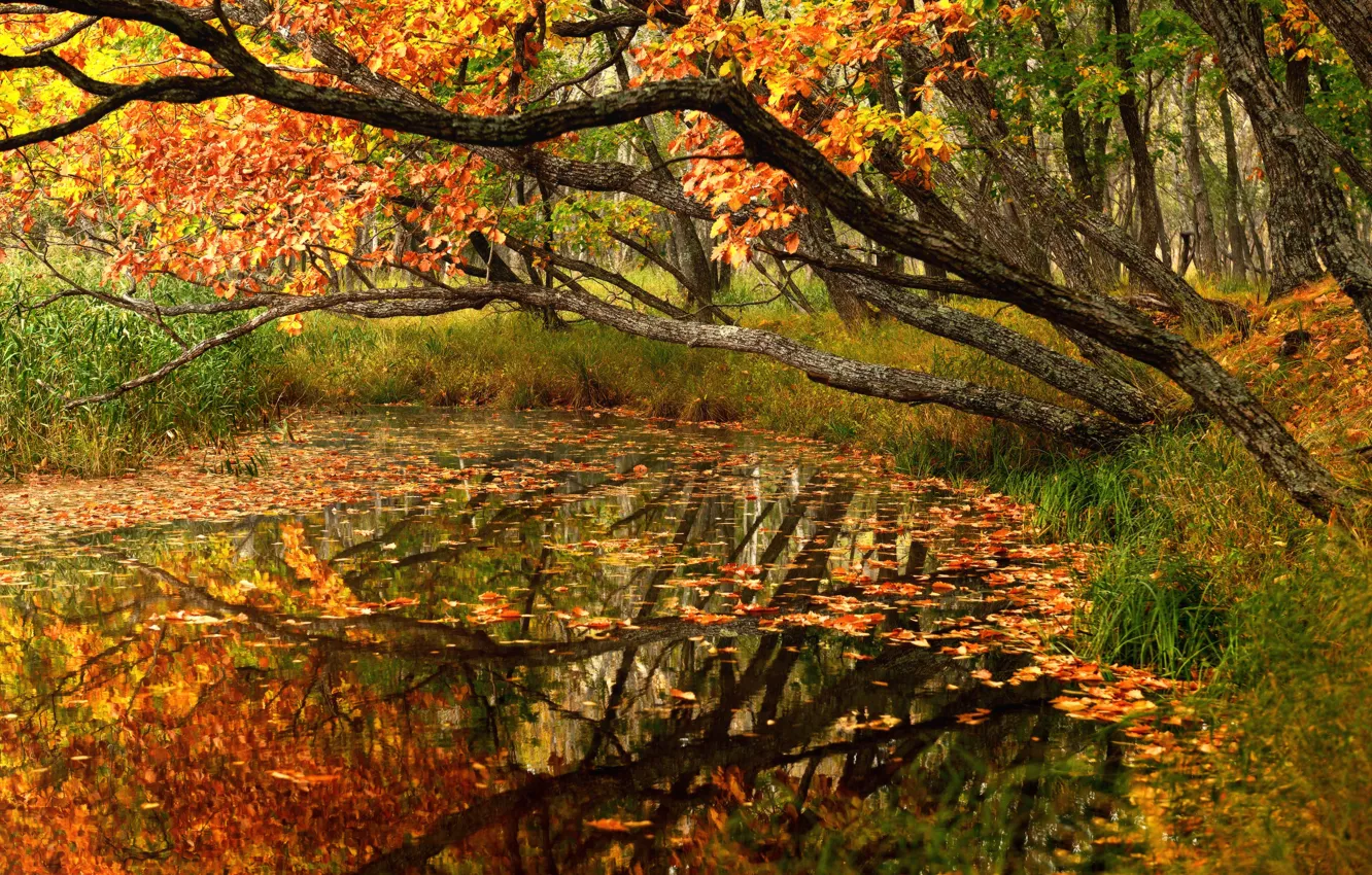 Фото обои осень, лес, деревья, пейзаж, природа, пруд, листва, Приморье