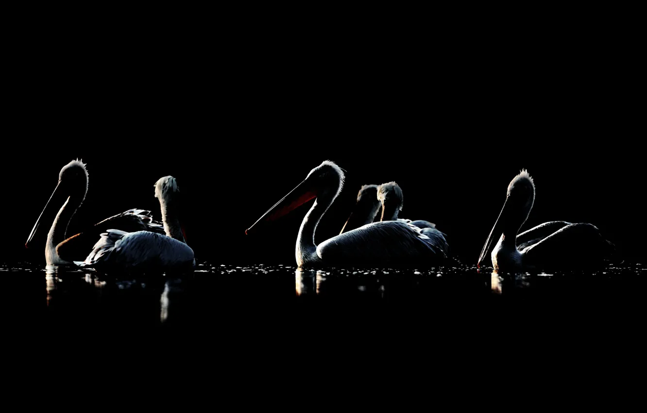 Фото обои птицы, ночь, пеликаны