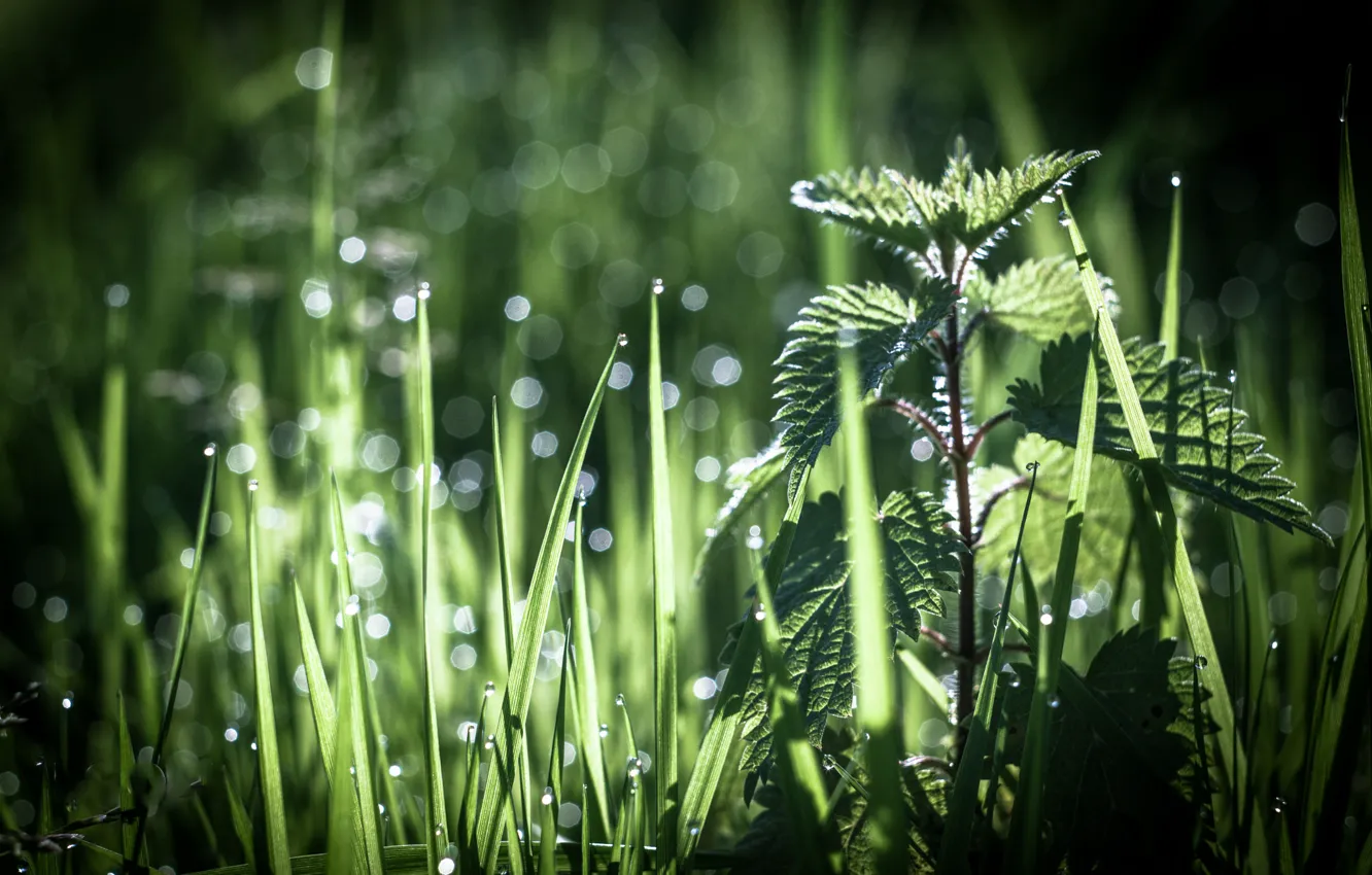 Фото обои трава, роса, боке, крапива, Antonio Coelho