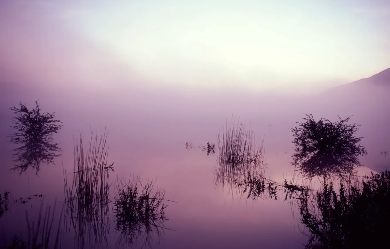 Фото обои туман, озеро, отражение, Трава