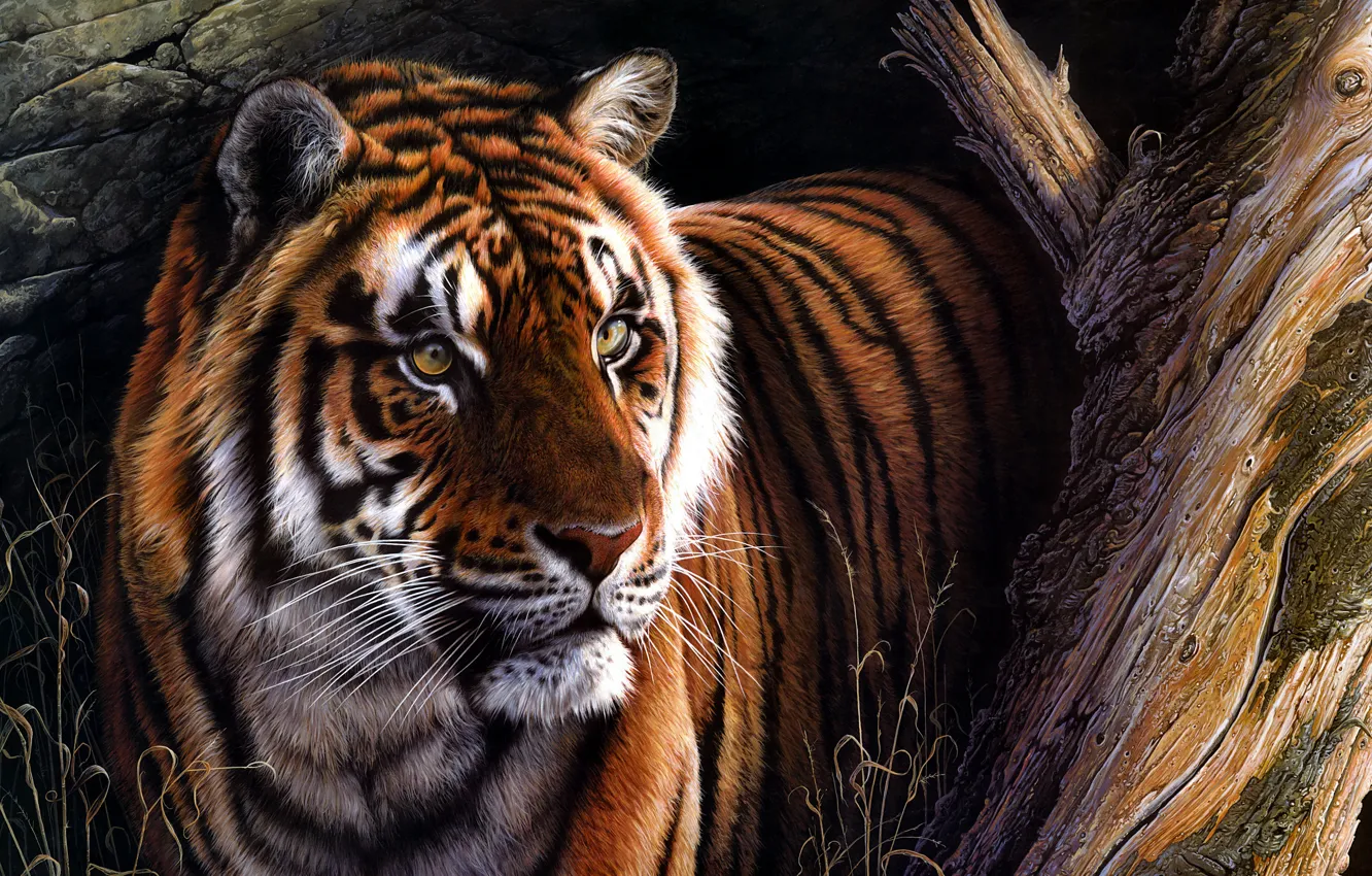 Фото обои взгляд, морда, природа, тигр, темный фон, дерево, рисунок, портрет