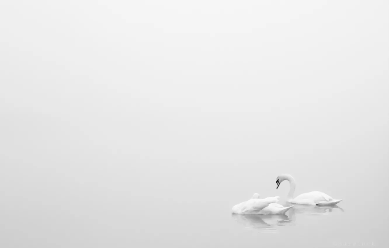 Фото обои природа, минимализм, лебеди