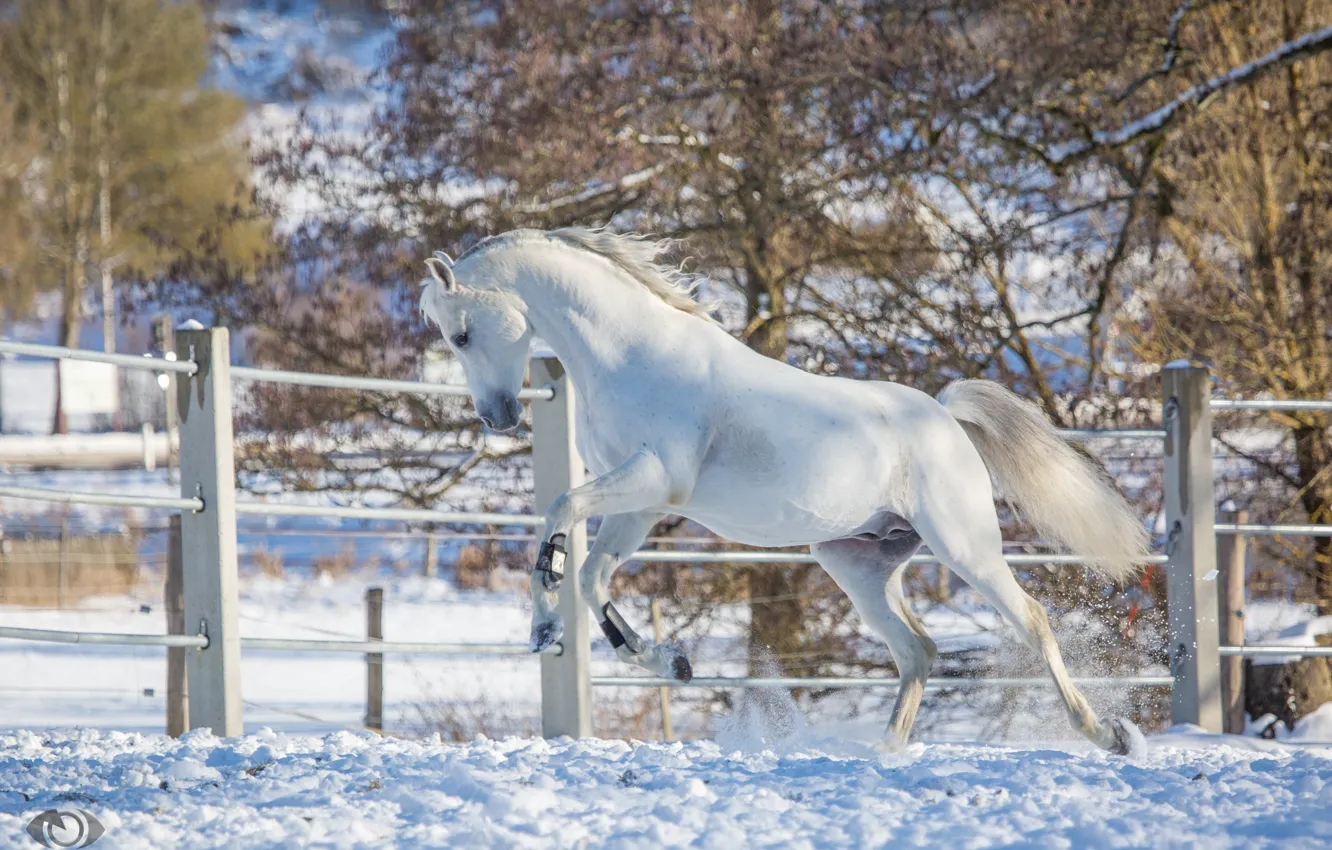 Фото обои белый, движение, конь, лошадь, мощь, бег, грация, игривый