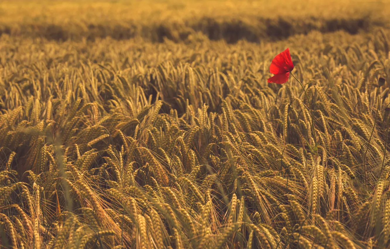 Фото обои поле, цветок, Мак, колосья, Пшеница