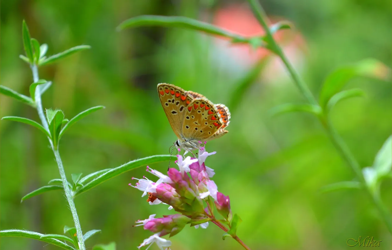 Фото обои Бабочка, Macro, Butterfly, Макро.