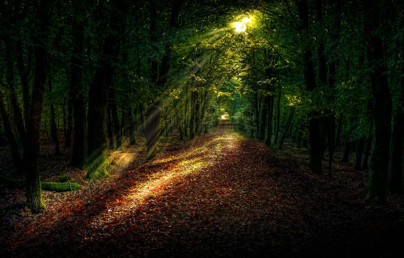 Фото обои trees, nature, park, foliage