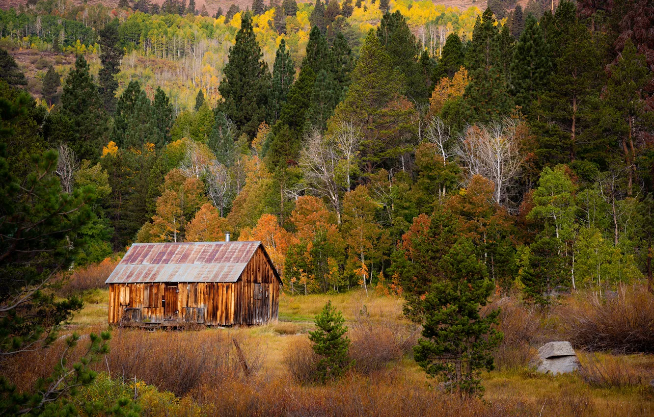 Фото обои осень, лес, домик