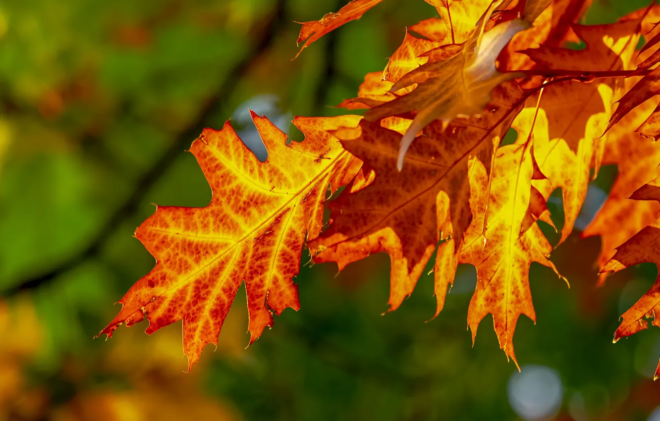 Фото обои осень, листья, яркие, желтые, зеленый фон, кленовые, осенние листья