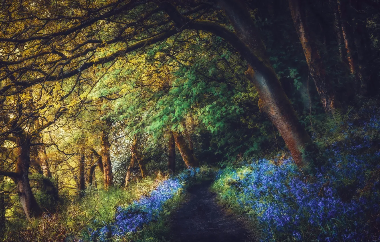 Фото обои лето, природа, парк