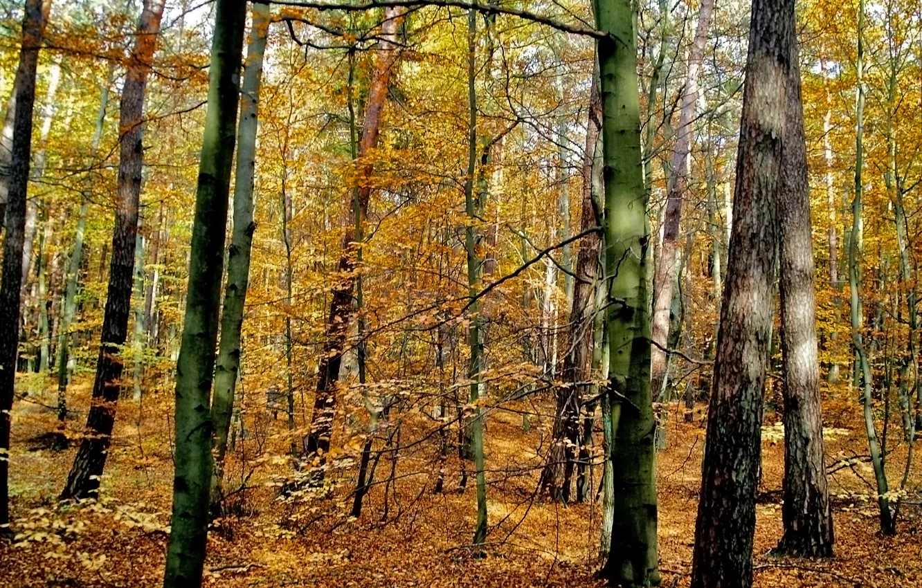 Фото обои осень, лес, деревья, Польша, forest, листопад, trees, nature