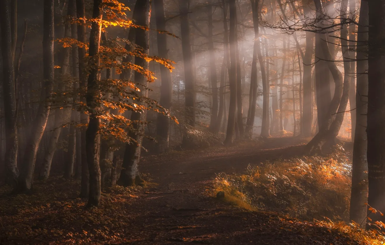 Фото обои осень, лес, лучи, свет, деревья, природа, туман, тропинка