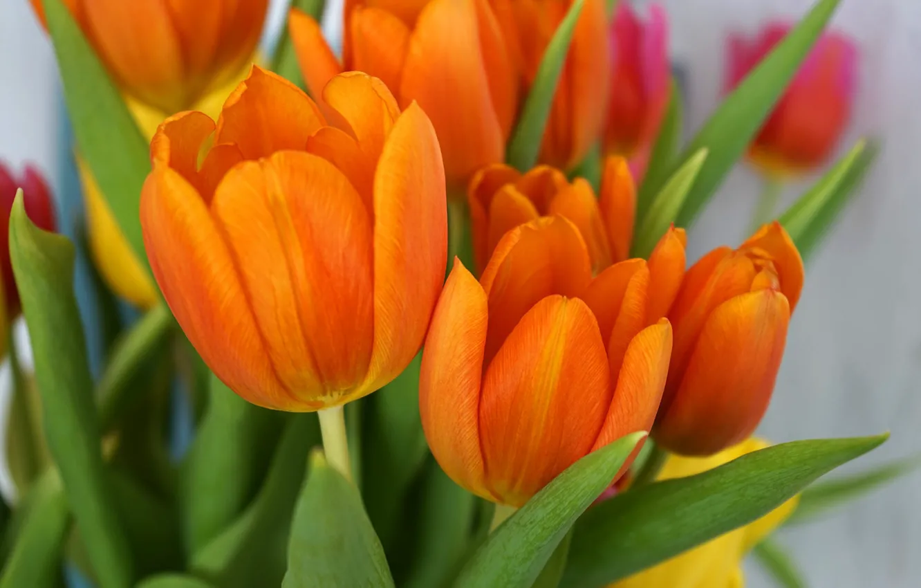 Фото обои макро, цветы, яркие, букет, весна, тюльпаны, оранжевые, боке