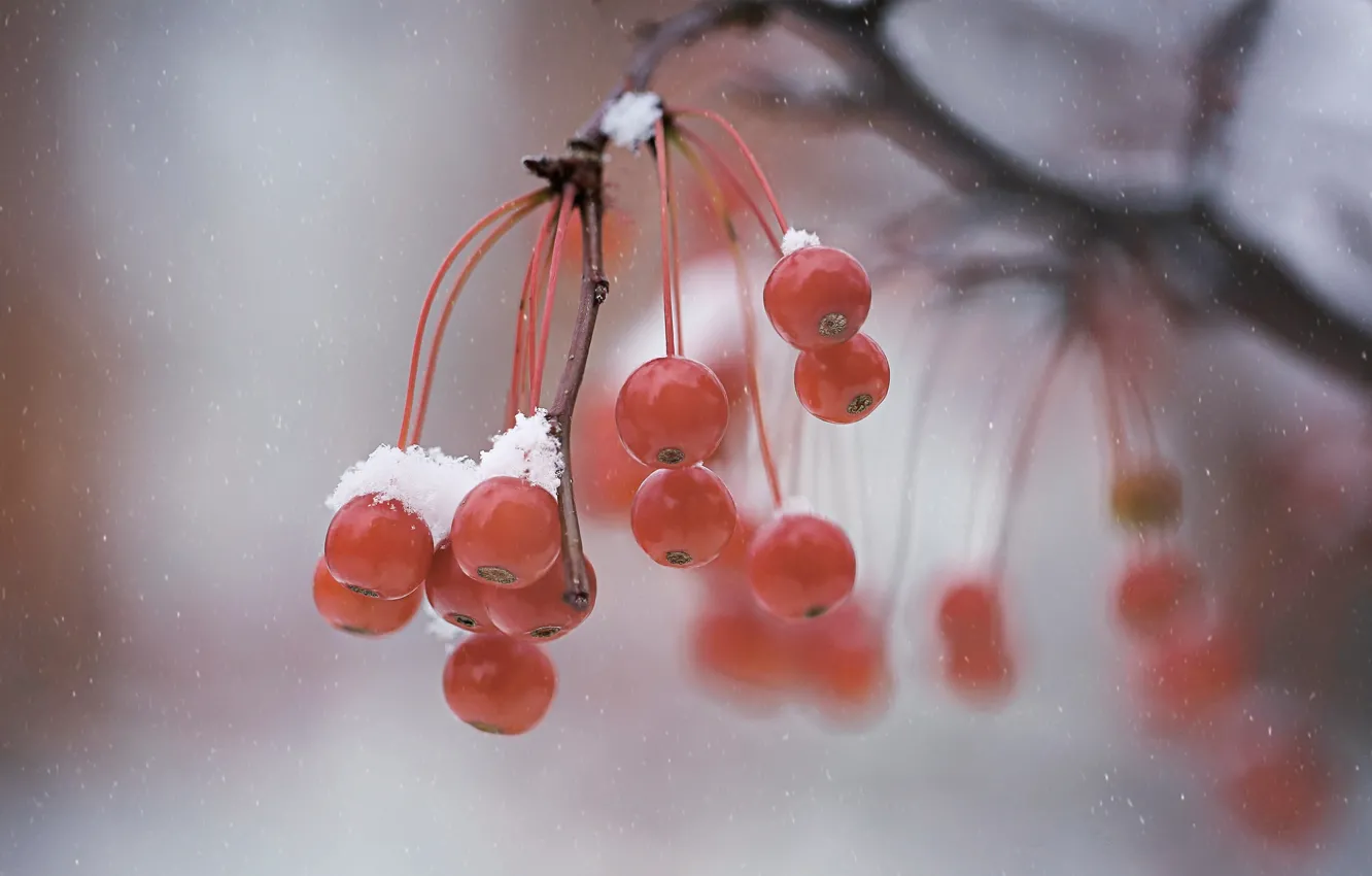 Фото обои зима, макро, ягоды