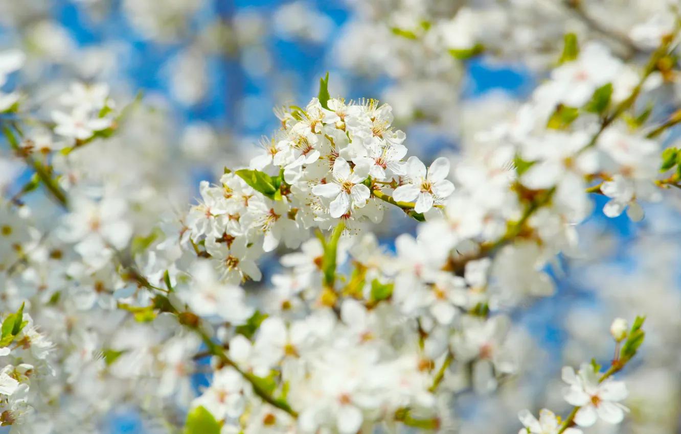 Фото обои white, flower, spring, twig, blooming