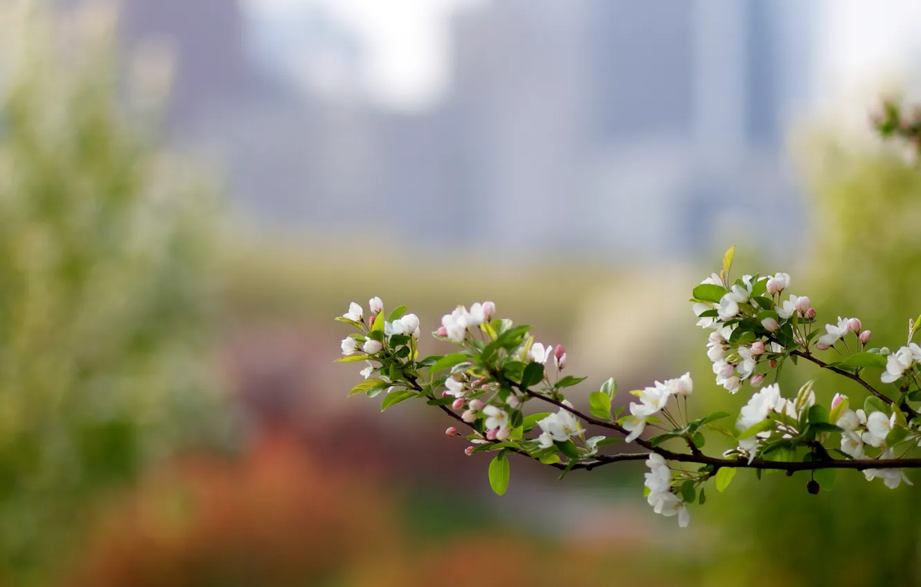 Фото обои макро, блики, цвет, ветка, весна, яблоня, боке, розмытость