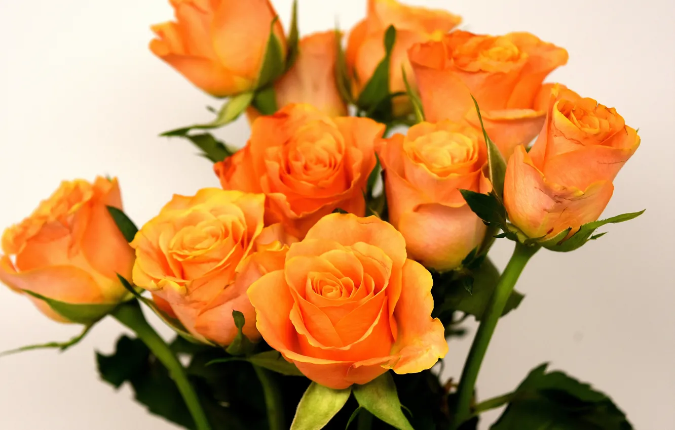 Фото обои розы, букет, желтые, roses