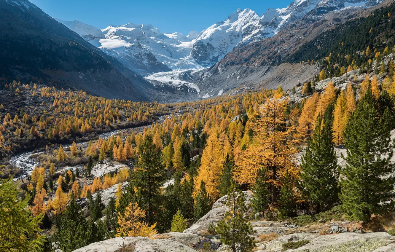 Фото обои осень, лес, горы, Швейцария, Graubünden