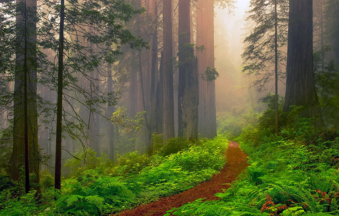 Фото обои лето, дымка, США, штат Калифорния, секвойи, Июнь, красный лес, рэд вуд