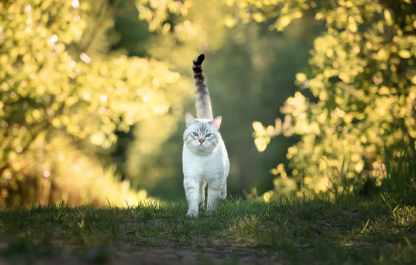 Фото обои кот, прогулка, котейка, Светлана Федоренко