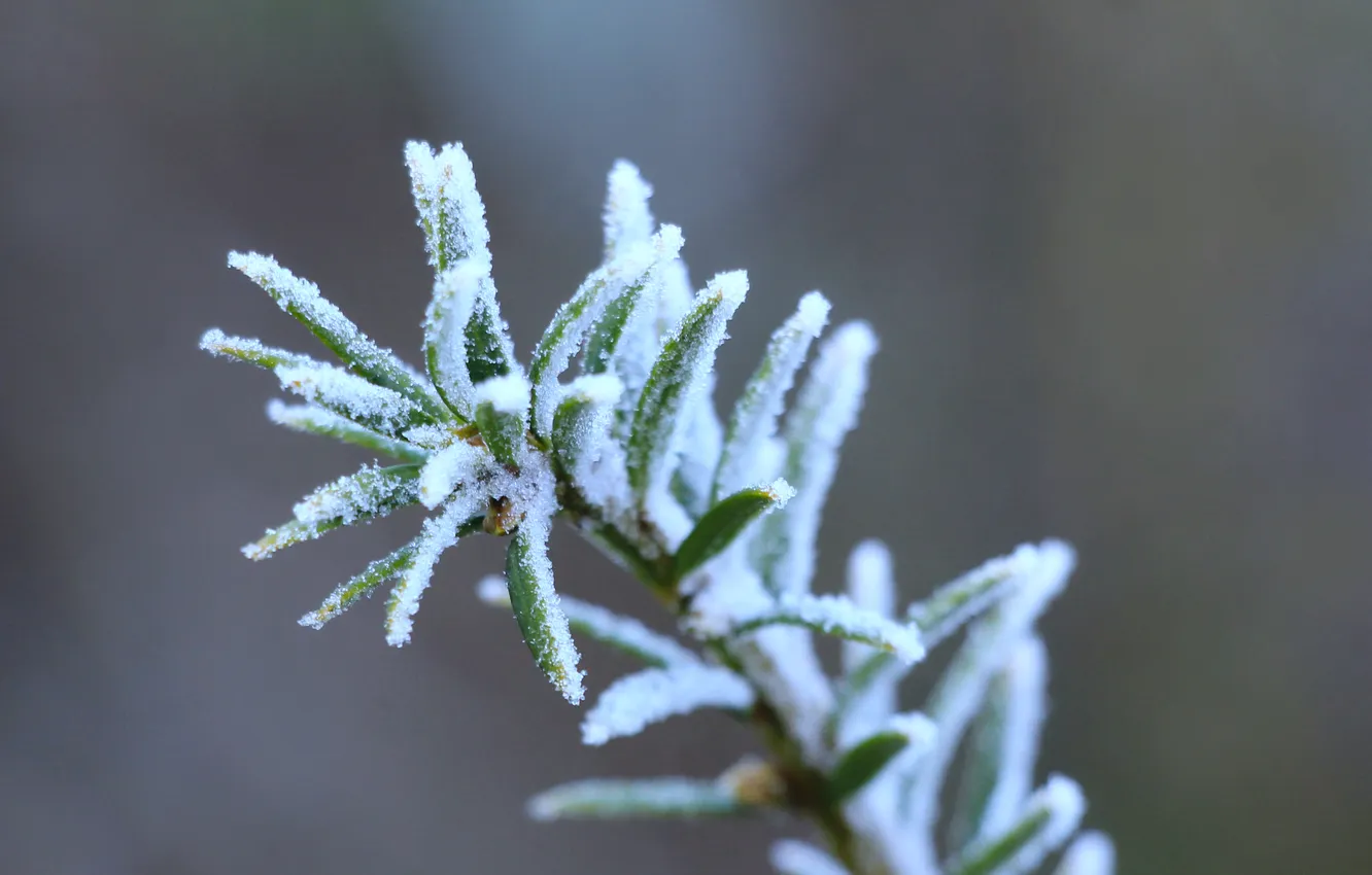 Фото обои winter, twig, hoarfrost