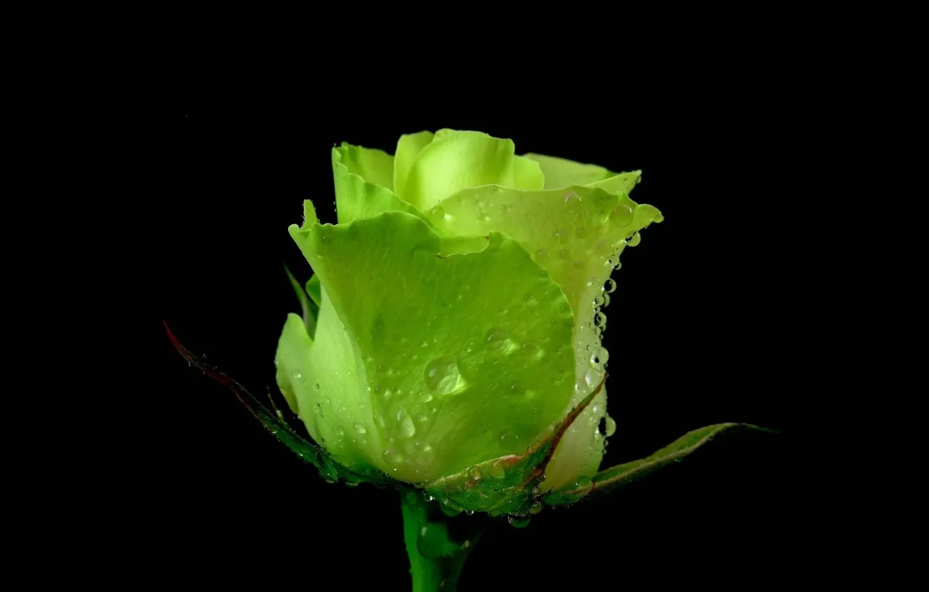 Фото обои зеленый, роза, в темноте