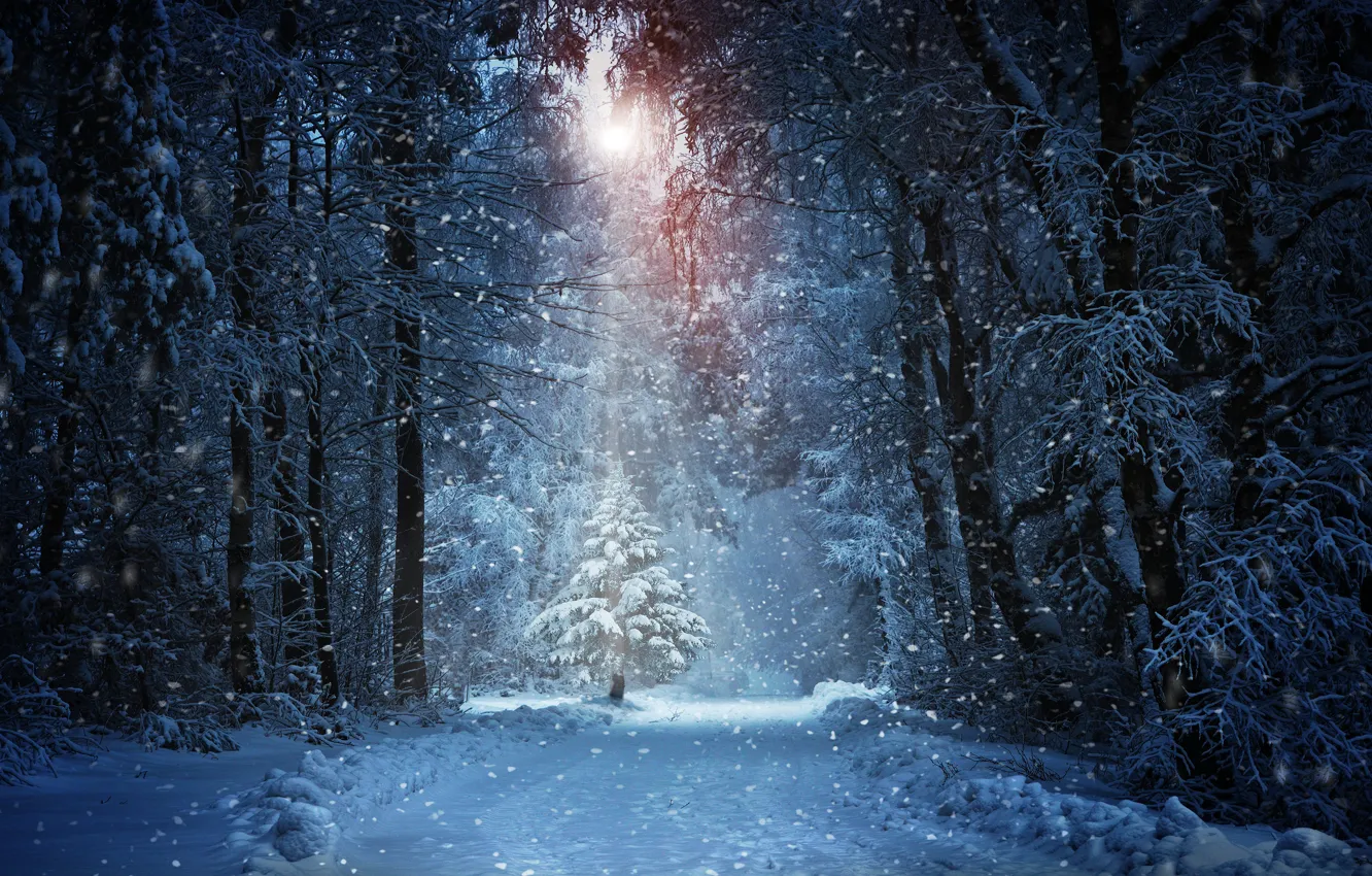 Фото обои зима, иней, дорога, лес, солнце, свет, снег, деревья