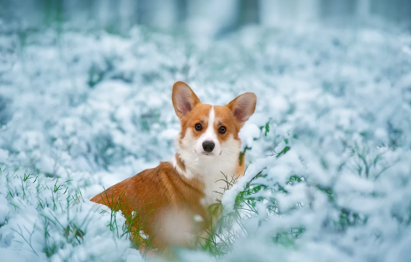Фото обои взгляд, снег, собака, мордашка, пёсик, Вельш-корги, Anna Oris
