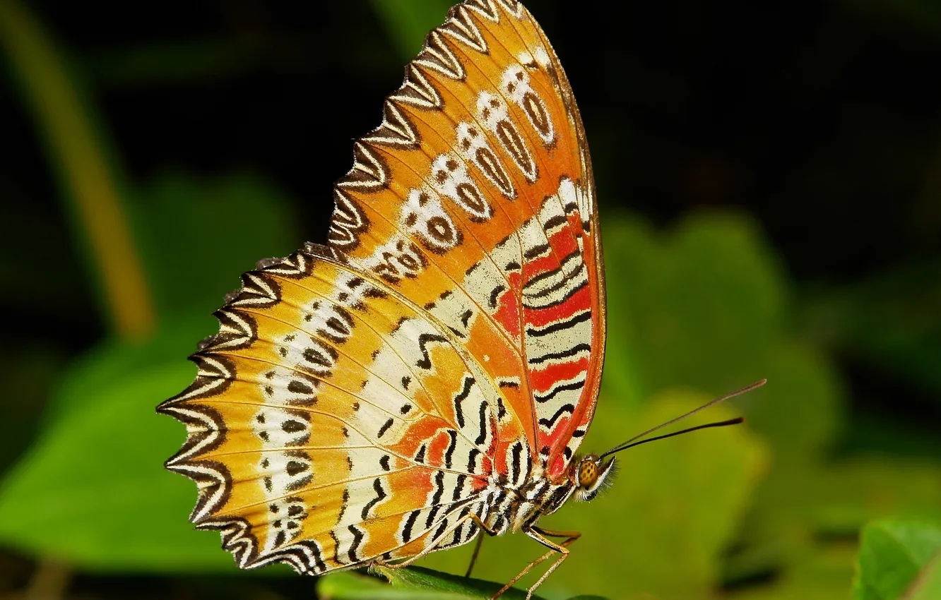 Фото обои макро, бабочка, крылья