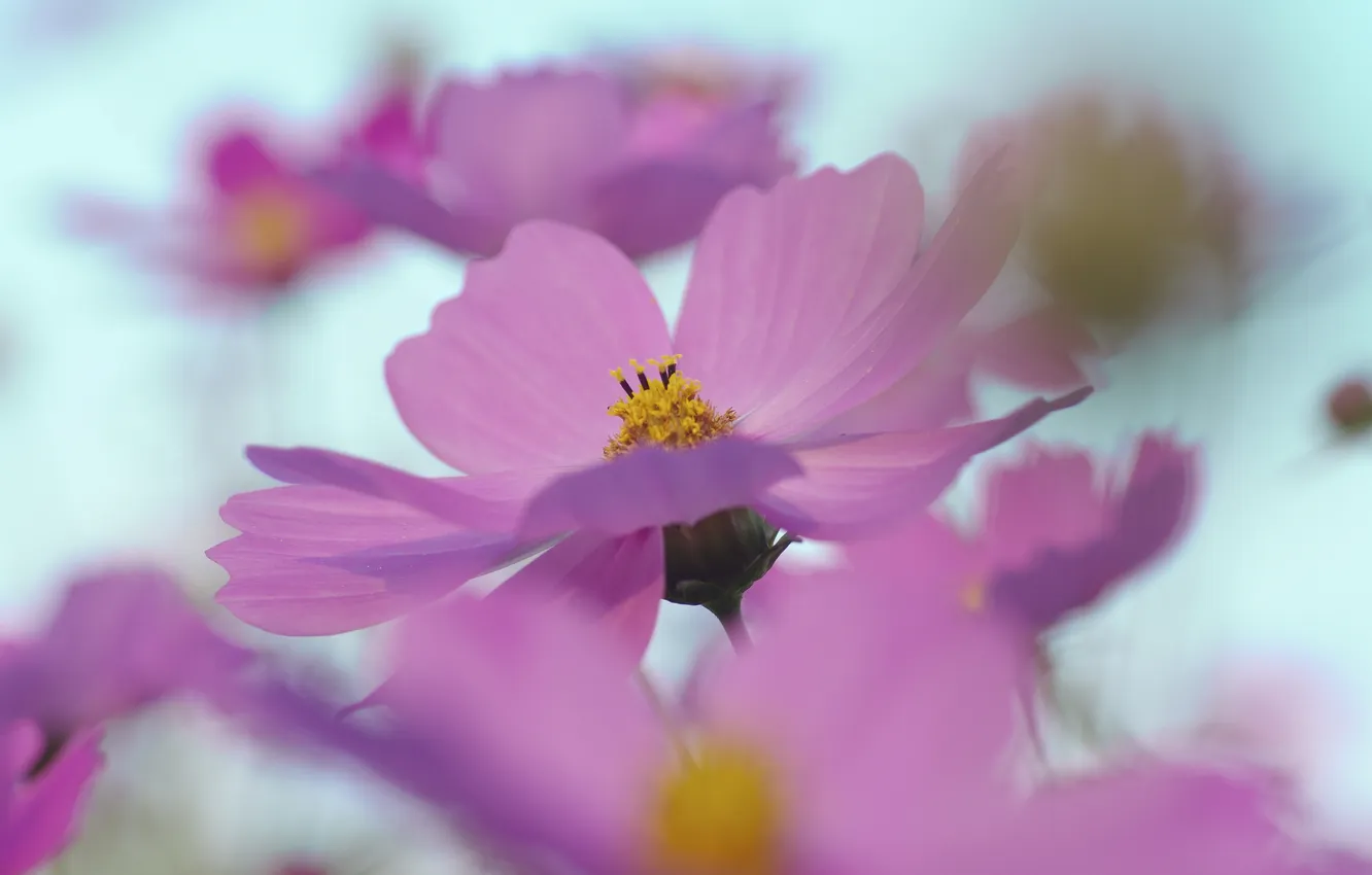 Фото обои цветок, небо, макро, розовый, весна, лепестки, размытость, космея