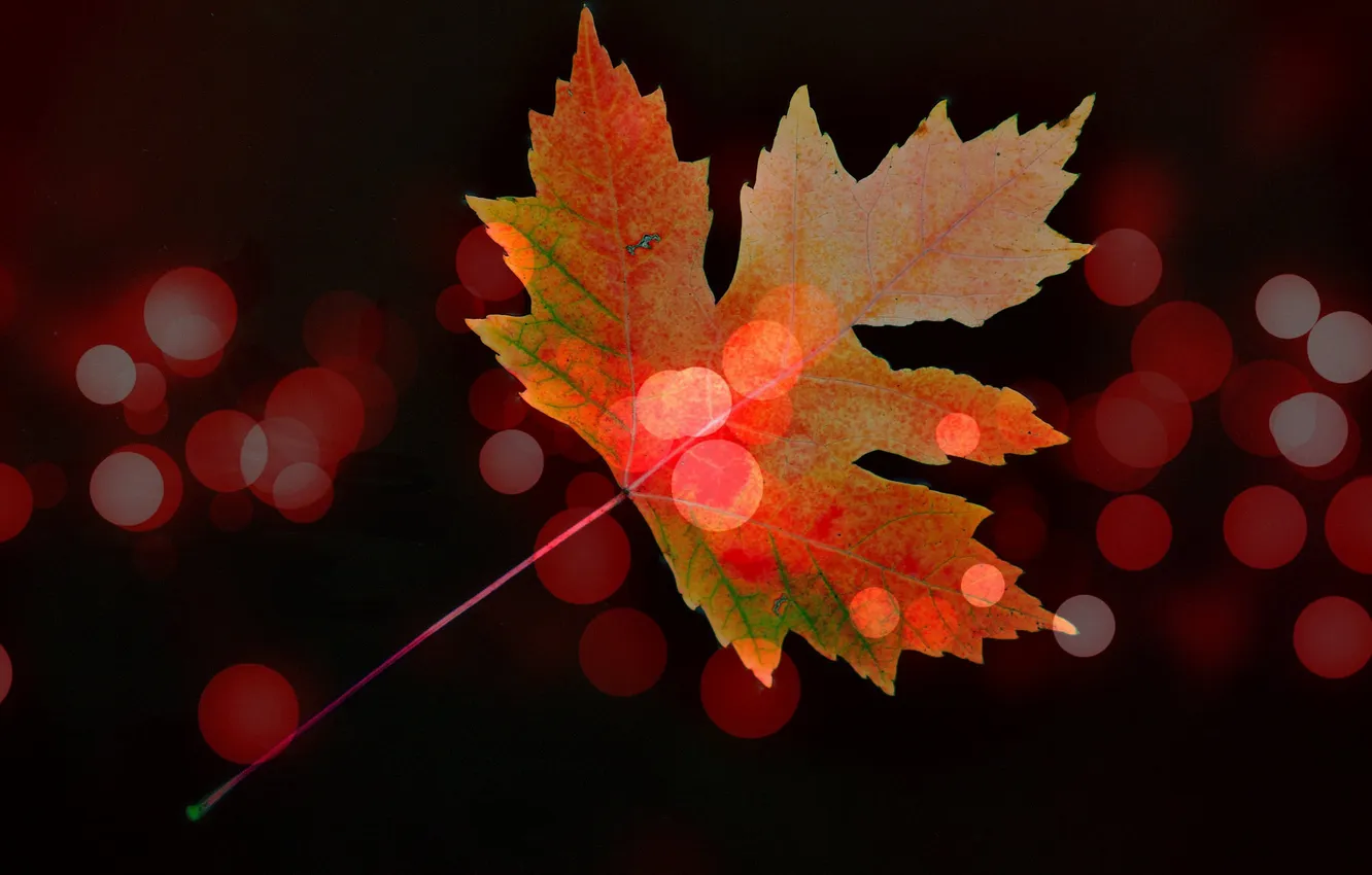 Фото обои осень, лист, краски, блик