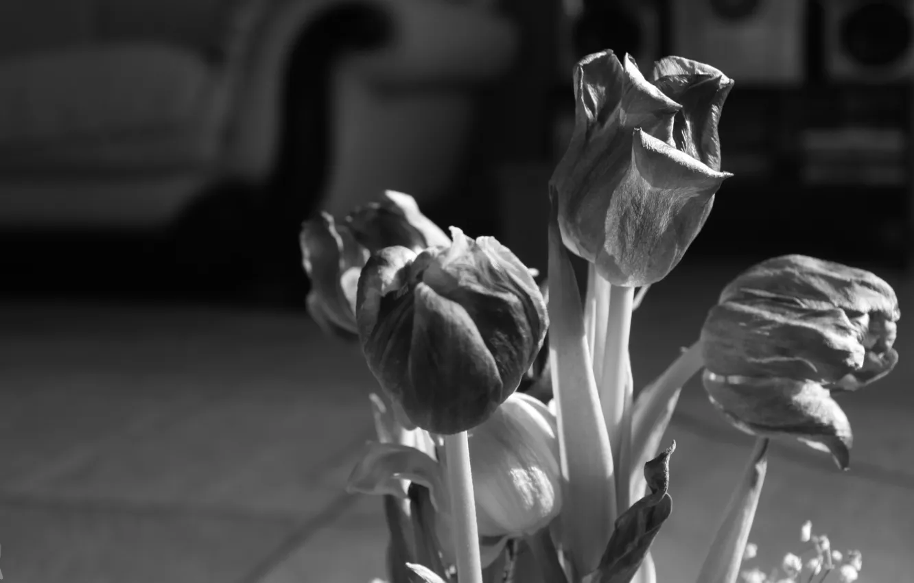 Фото обои цветы, черно-белый, тюльпаны, увядший