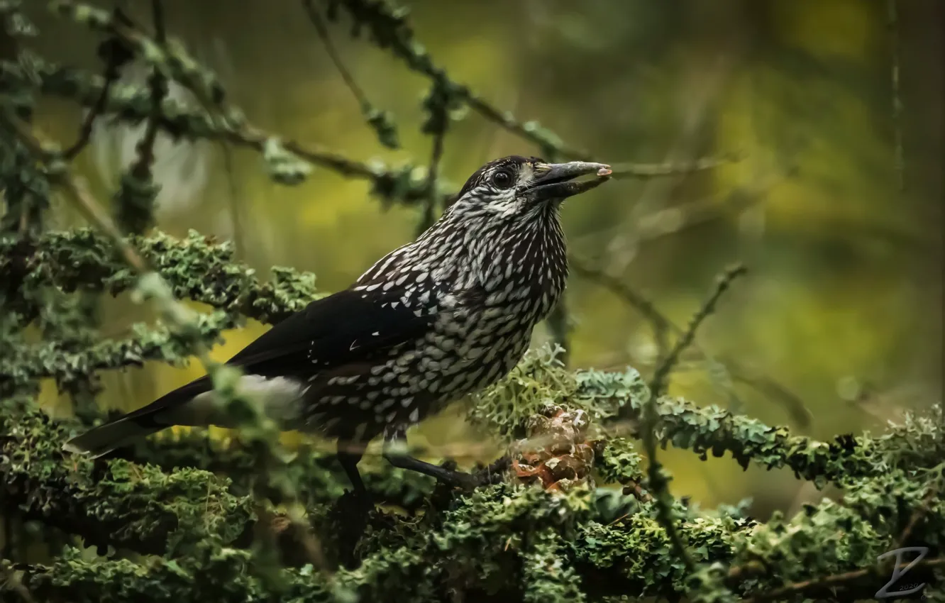 Фото обои природа, птица, Кедровка