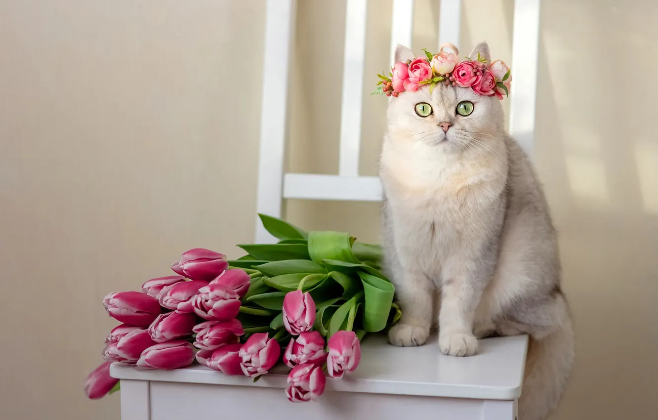 Фото обои кошка, кот, взгляд, цветы, поза, стул, тюльпаны, мордашка