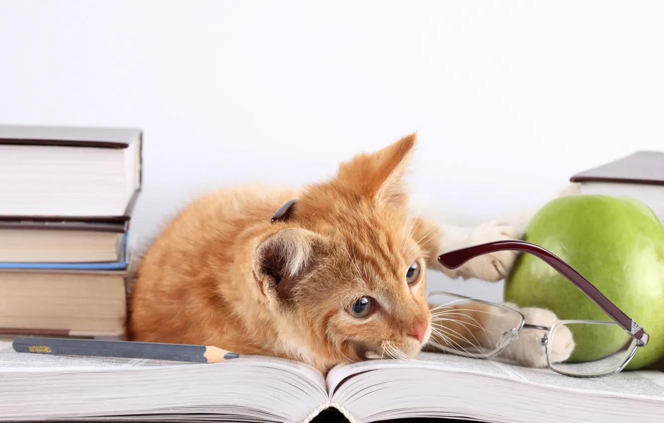 Фото обои кошка, кот, книги, яблоко, рыжий, очки, лежит, карандаш