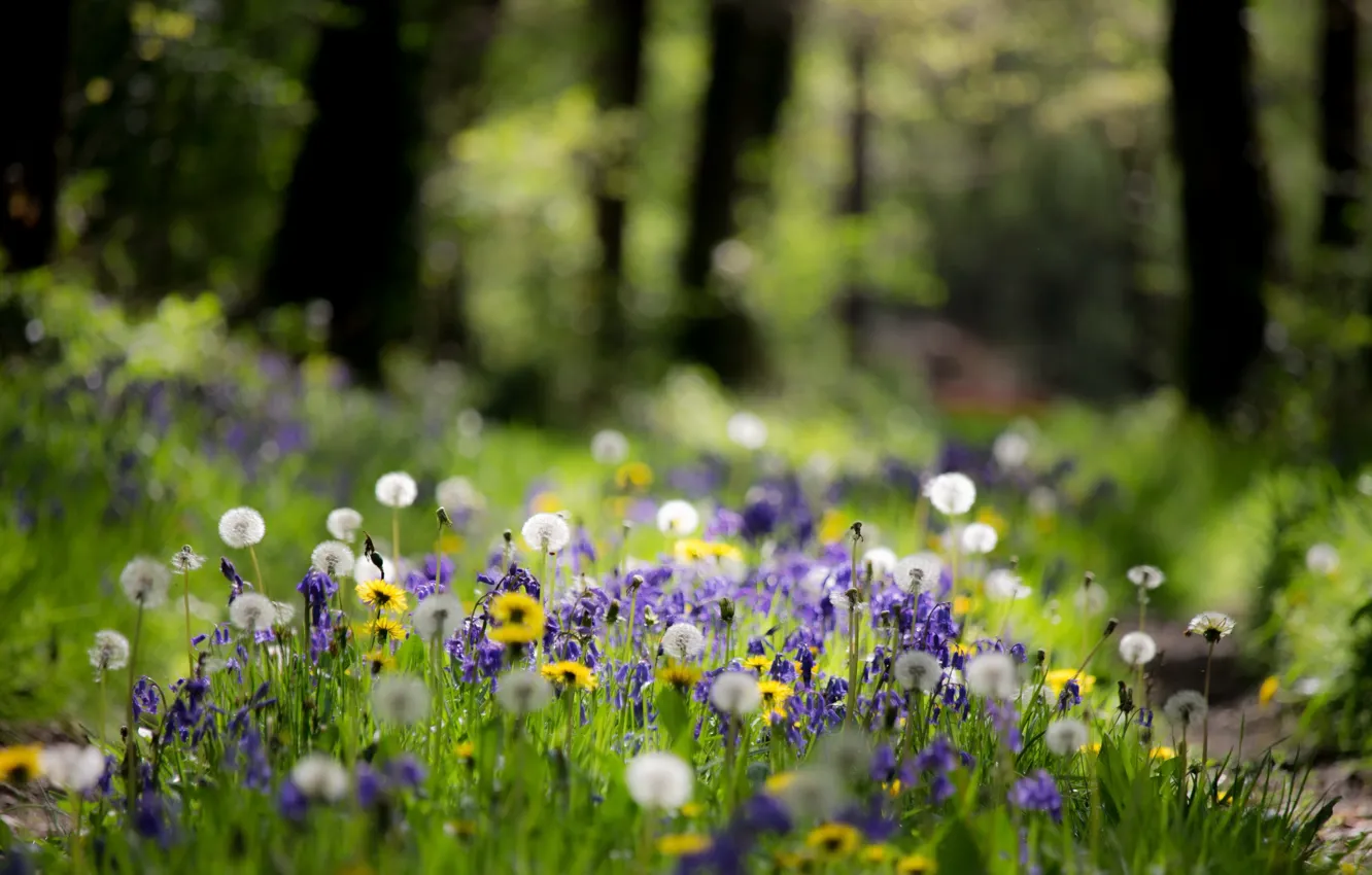 Фото обои лес, лето, природа
