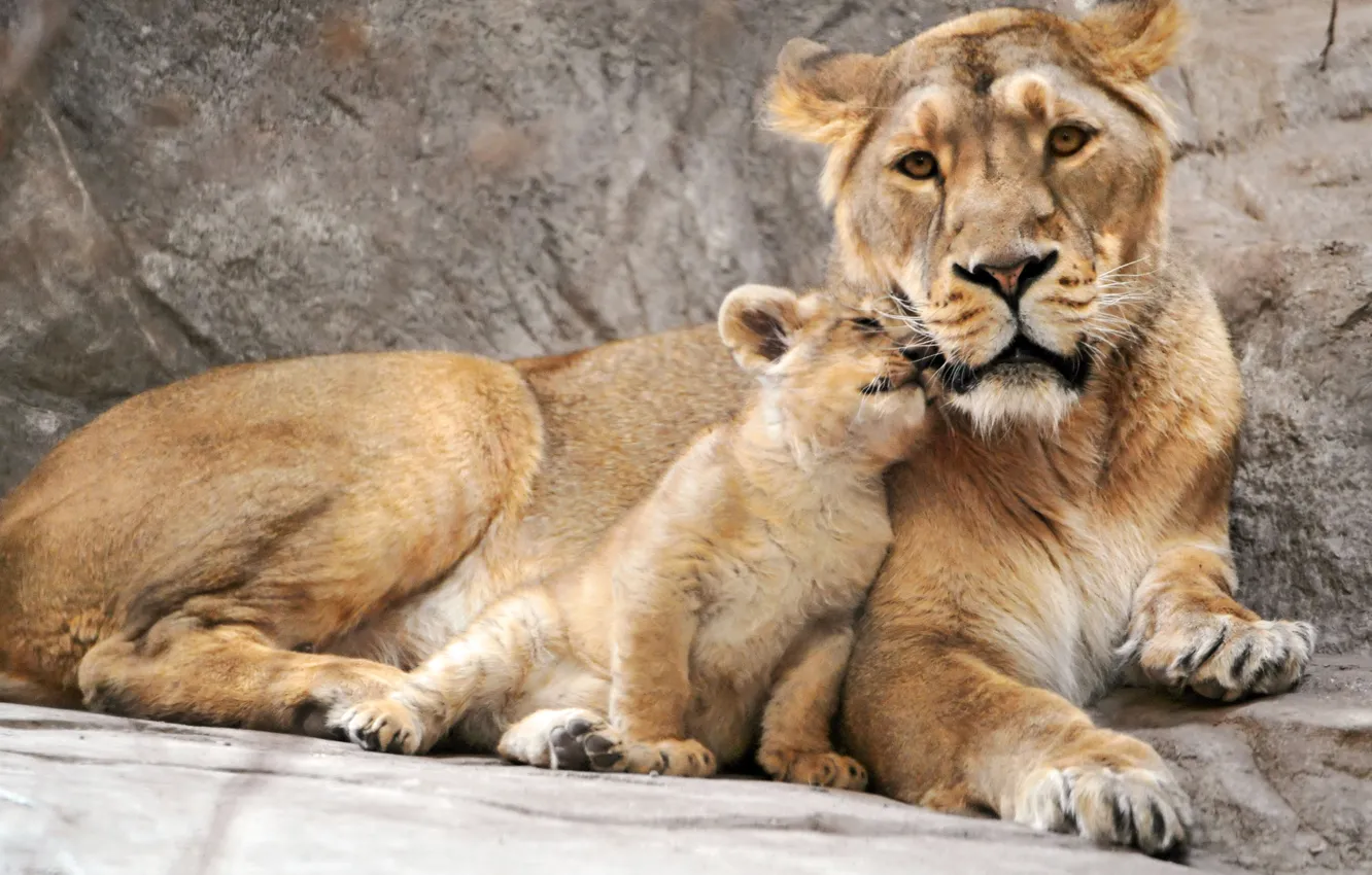Фото обои львица, детеныш, львенок, мать