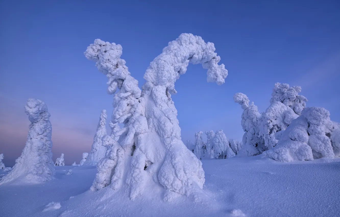 Фото обои зима, снег, деревья, природа, ели, Финляндия, Максим Евдокимов