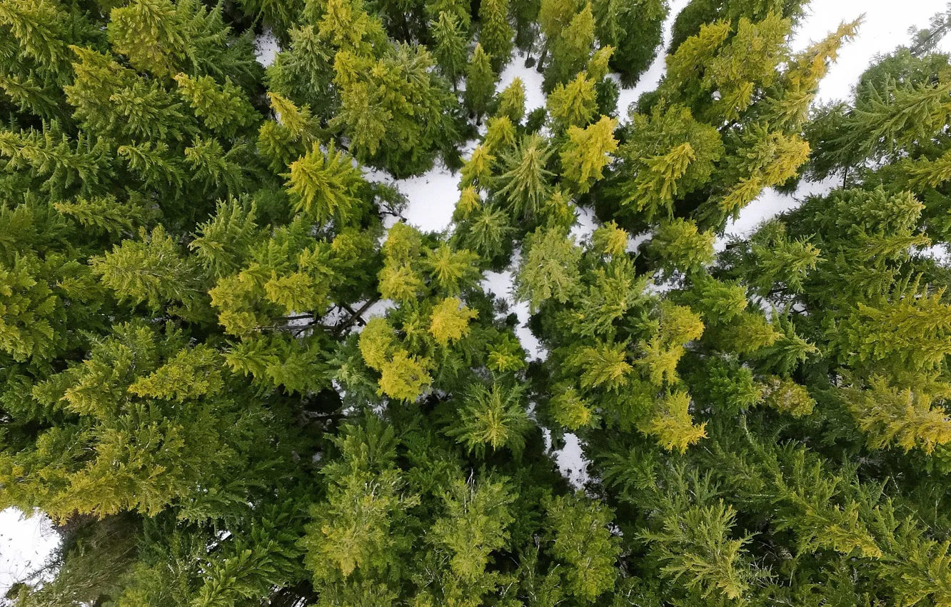 Фото обои зима, лес, снег, деревья, природа, вид сверху