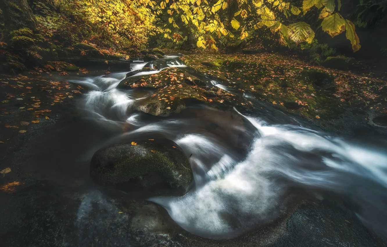 Фото обои осень, ветки, ручей, камни, берег, листва, водопад, речка