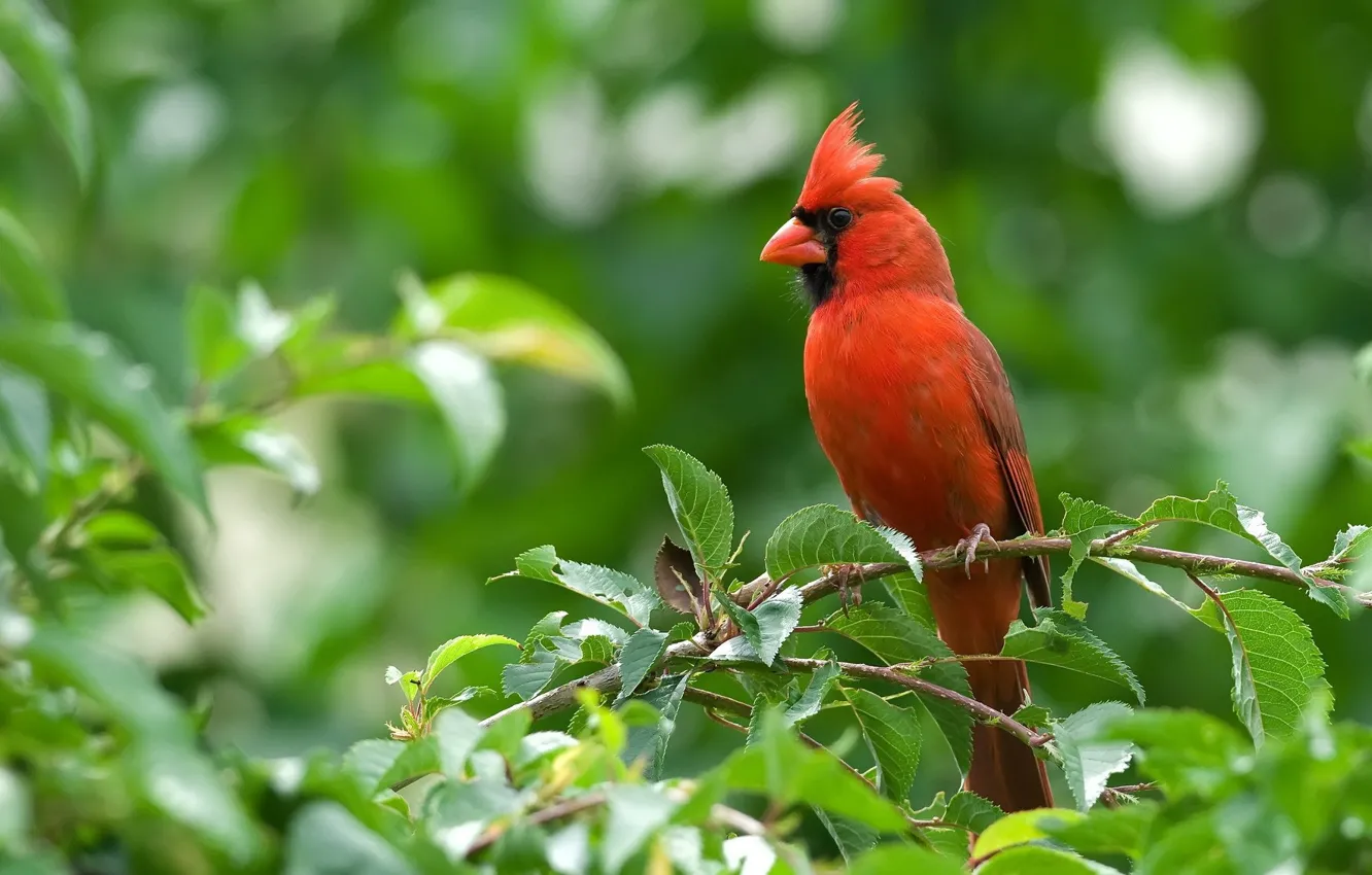 Фото обои животные, красный, кардиналы