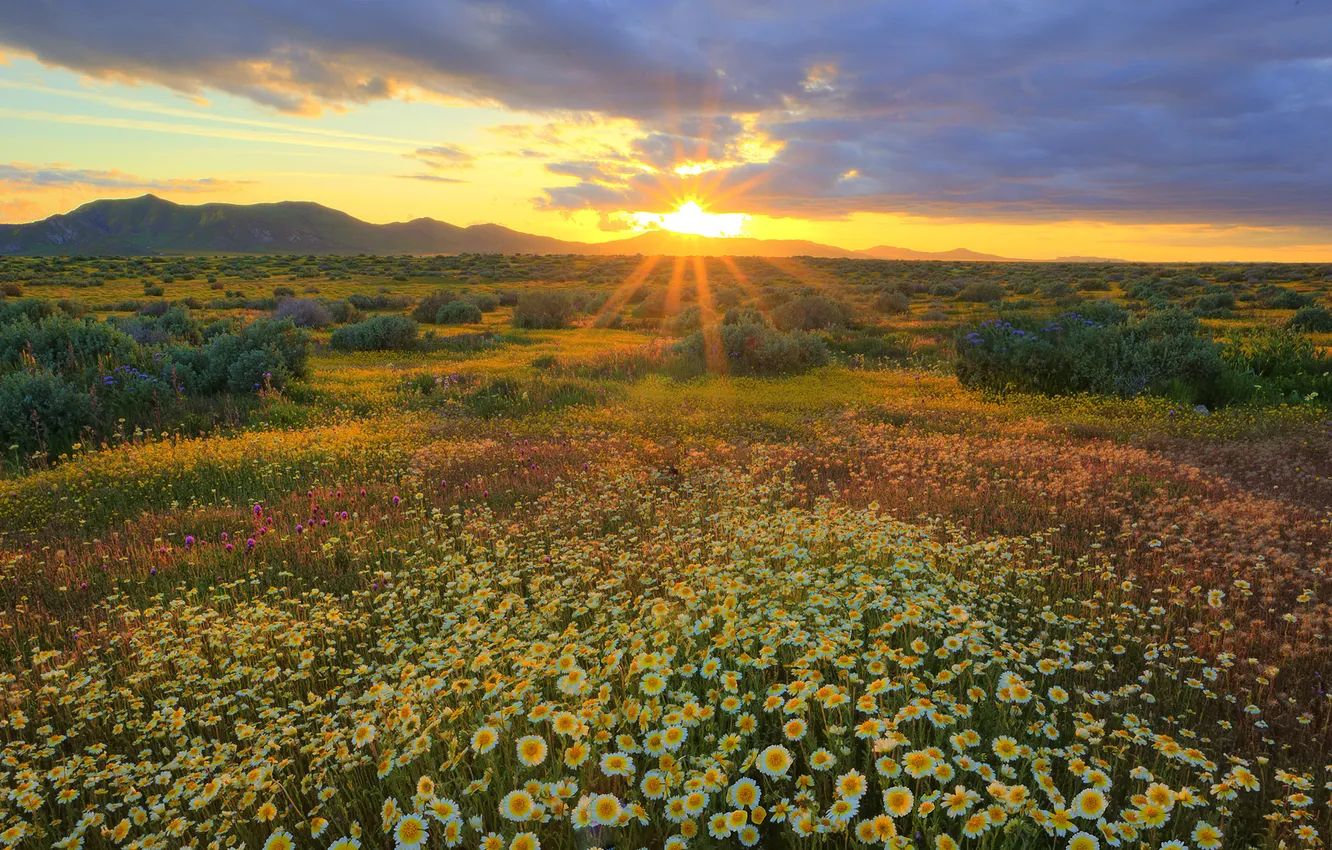 Фото обои поле, солнце, лучи, цветы, рассвет
