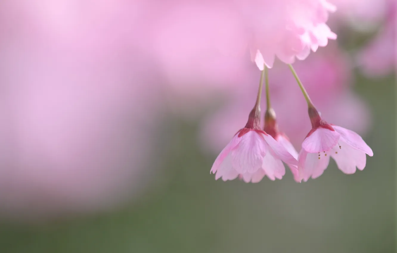 Фото обои цветы, веточка, розовая, весна, лепестки, размытость, сакура