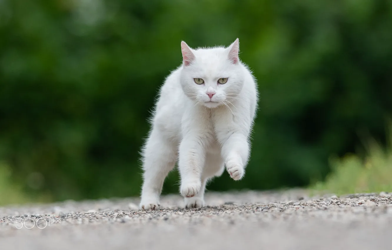 Фото обои размытость, бежит, белая кошка