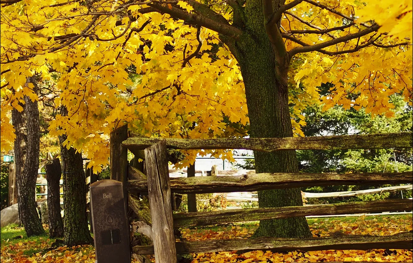 Фото обои trees, autumn, leaves, fence, fall, foliage, wood fence, fall colors