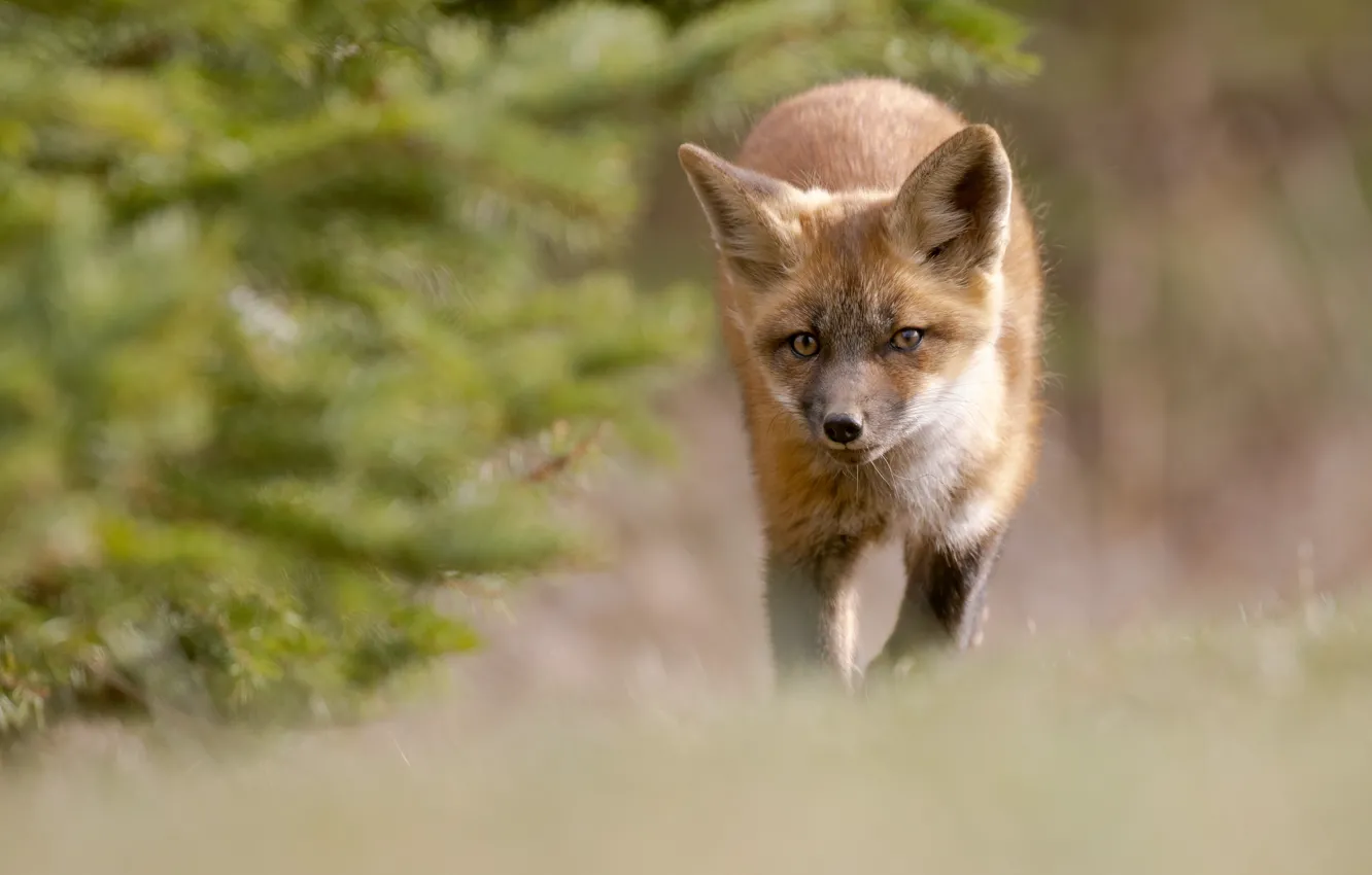 Фото обои взгляд, ветки, лиса, прогулка, хвоя, боке, лисёнок